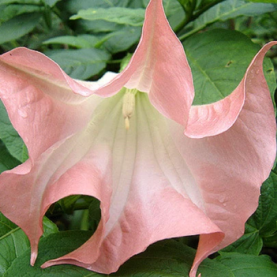 Brugmansia ružová - Brugmansia sp - predaj semien - 5 ks