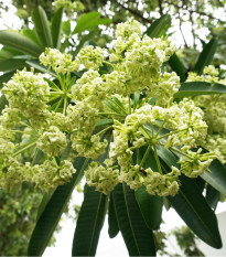 Pulai - Alstonia scholaris - semená - 8 ks