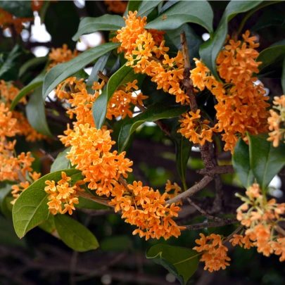 Olivovník libovonný - Osmanthus fragrans - semená - 5 ks