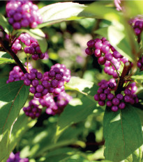 Krásnoplod - Callicarpa acuminata - semená - 8 ks