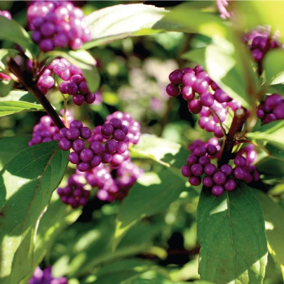 Krásnoplod - Callicarpa acuminata - semená - 8 ks