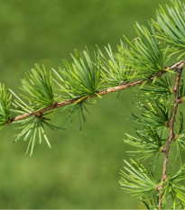 Smrekovec Gmelinov - Larix gmelinii - semená - 10 ks