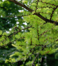 Smrekovec sibírsky - Larix sibirica - semená - 10 ks