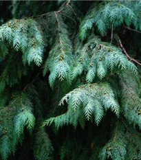 Cyprus portugalský - Cupressus lusitanica - semená - 7 ks