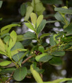 Cezmína paraguayská - Ilex paraguariensis - semená - 6 ks