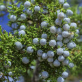 Borievka osteosperma - Juniperus osteosperma - semená - 5 ks