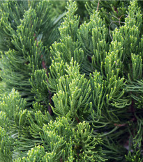 Borievka čínska - Juniperus chinensis - semená - 5 ks