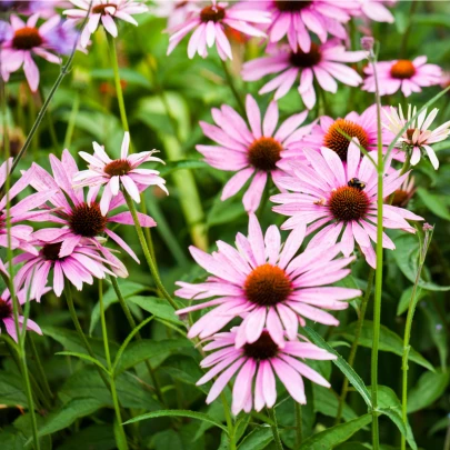 Echinacea bledá - Echinacea pallida - semená - 15 ks