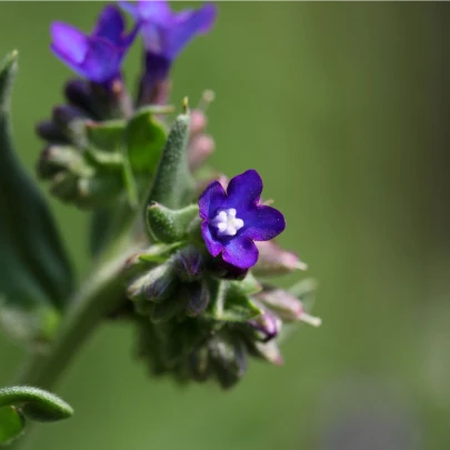 Pilát kapský - Anchusa capensis - semená - 10 ks