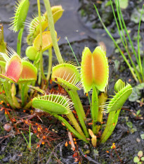 Mucholapka Charlie Mandon - Dionaea muscipla - semená - 7 ks