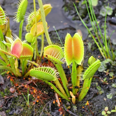 Mucholapka Charlie Mandon - Dionaea muscipla - semená - 7 ks