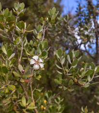 Woolly Tea-Tree - Leptospermum Lanigerum - semená - 20 ks