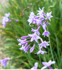 Cesnaková tráva - Tulbaghia violacea - semená - 5 ks