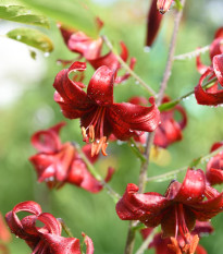 Ľalia Zlatohlavá Maroon King - Lilium - cibuľoviny - 1 ks