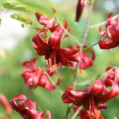 Ľalia Zlatohlavá Maroon King - Lilium - cibuľoviny - 1 ks