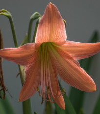 Ľalia African Queen - Lilium - cibuľoviny - 1 ks