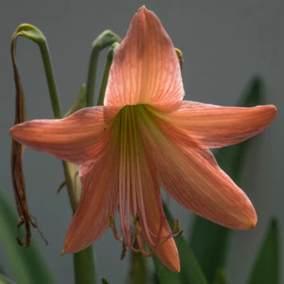 Ľalia African Queen - Lilium - cibuľoviny - 1 ks