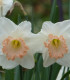 Narcis Salome -Narcissus - cibuľoviny - 3 ks