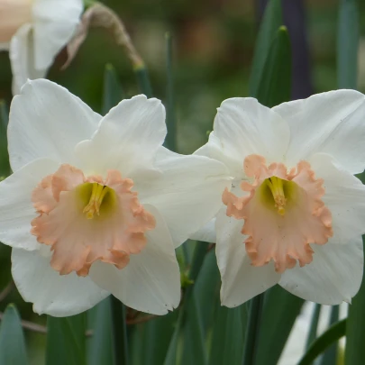 Narcis Salome -Narcissus - cibuľoviny - 3 ks