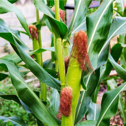 Kukurica pukancová Nana - Zea mays - semená - 15 ks