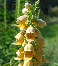 Náprstník žltý - Digitalis lutea - semená - 60 ks