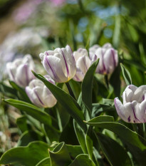 Tulipán Flaming Flag - Tulipa - cibuľoviny - 3 ks