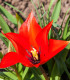 Tulipán Linifolia - Tulipa - cibuľoviny - 3 ks