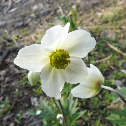 Veternica Bride - Anemone - cibuľoviny - 3 ks