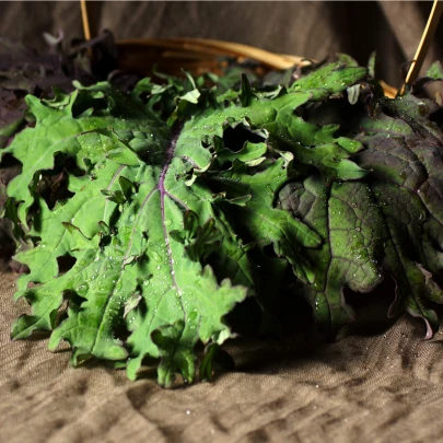 Kel Red Russian - Brassica oleracea - semená - 150 ks