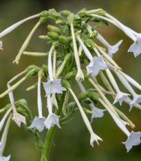 Tabak planý - Nicotiana sylvestris - semená - 200 ks