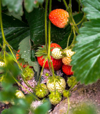 Jahoda stáleplodiaca Delician F1 - Fragaria ananassa - semená - 7 ks