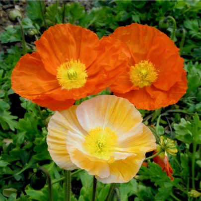 Mak nahoprutý zmes Excelsior - Papaver nudicaule - semená - 0,1 g