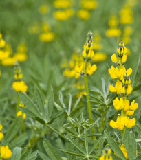 Lupina žltá - Lupinus luteus - semená - 13 ks