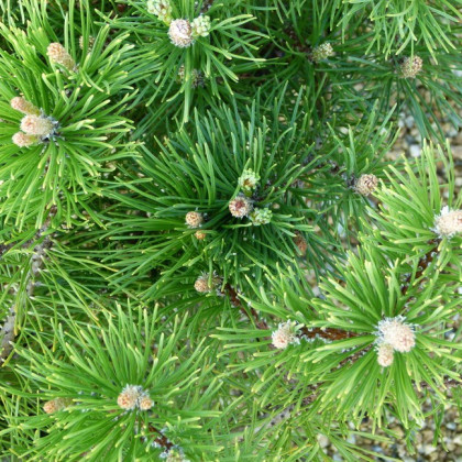Borovica kosodrevina - Pinus mugo mughus - semená - 5 ks