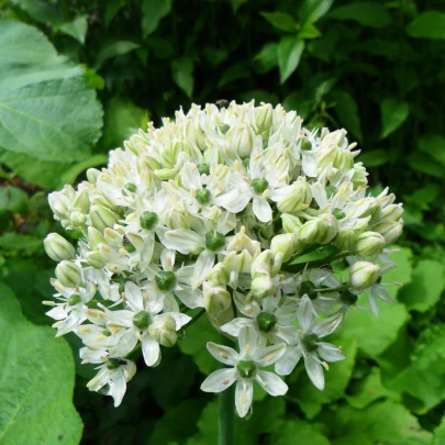 Cesnak okrasný čierny - Allium nigrum - cibuľoviny - 2 ks