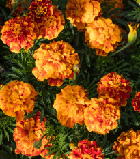 Aksamietnica rozložitá Bolero - Tagetes patula nana - semená - 0,3 g