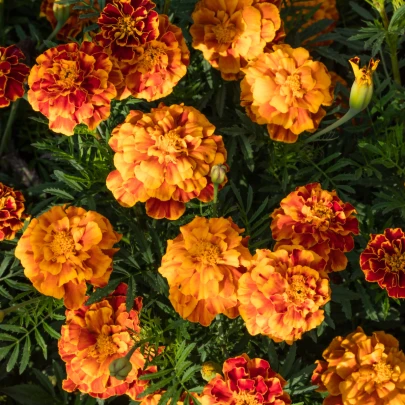 Aksamietnica rozložitá Bolero - Tagetes patula nana - semená - 0,3 g