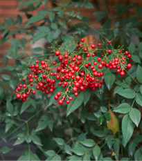 Nandina domáca - Bambus nebeský - Nandina domestica - semená - 3 ks