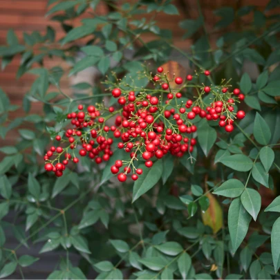 Nandina domáca - Bambus nebeský - Nandina domestica - semená - 3 ks