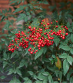 Nandina domáca - Bambus nebeský - Nandina domestica - semená - 3 ks