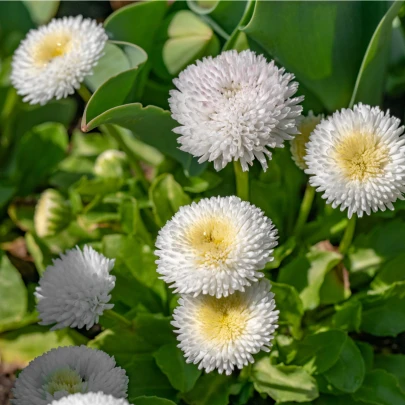 Sedmokráska pomponkovitá biela - Bellis perennis - semená - 0,1 g