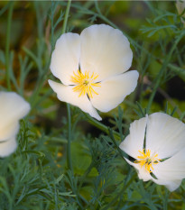 Slncovka kalifornská biela - Eschscholzia californica - semená - 450 ks