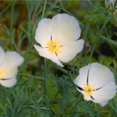 Slncovka kalifornská biela - Eschscholzia californica - semená - 450 ks