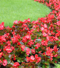 Voskovka - Begonia semperflorens červená - Heaven Red F1 - predaj semien - 10 ks