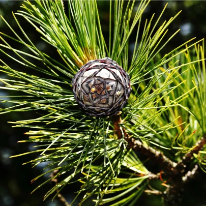 Borovica Limba - Pinus cembra sibirica - semená - 7 ks