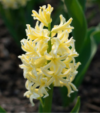 Hyacint City of Harleem - Hyacinthus orientalis - cibuľoviny - 1 ks