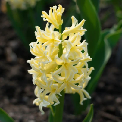 Hyacint City of Harleem - Hyacinthus orientalis - cibuľoviny - 1 ks