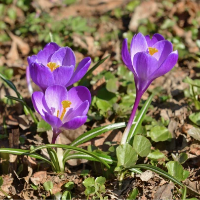 Krókus Flower record - Crocus Vernus - cibuľoviny - 3 ks