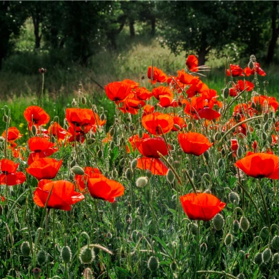 Vlčí mak zmes farieb - Papaver rhoeas - semená - 200 ks