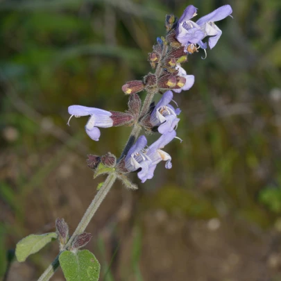 Šalvia železníkovitá - Salvia verbenaca - semená - 50 ks